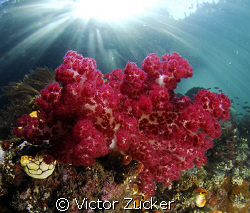 the passage channel/let ther be light by Victor Zucker 